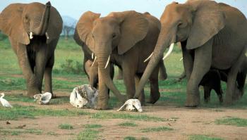 elephants-mourn
